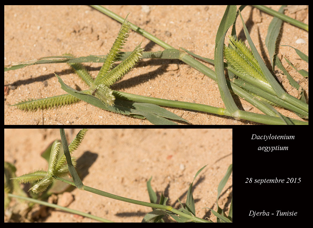 Dactylotenium aegyptium